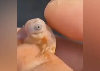 Baby Turtle Viral Video: Video Viral Of Unique Turtle Born With One Eye Due To Genetic Disorder
