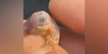 Baby Turtle Viral Video: Video Viral Of Unique Turtle Born With One Eye Due To Genetic Disorder