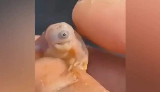 Baby Turtle Viral Video: Video Viral Of Unique Turtle Born With One Eye Due To Genetic Disorder