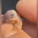 Baby Turtle Viral Video: Video Viral Of Unique Turtle Born With One Eye Due To Genetic Disorder