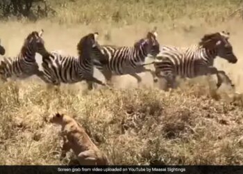 Lion Attacked A Stampede Broke Out In The Herd Of Zebras Lioness Jumped On The Zebra Then What Happened Next See Viral Video