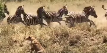 Lion Attacked A Stampede Broke Out In The Herd Of Zebras Lioness Jumped On The Zebra Then What Happened Next See Viral Video