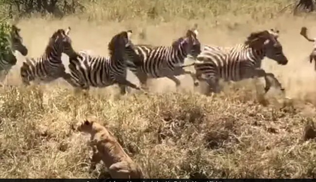 Lion Attacked A Stampede Broke Out In The Herd Of Zebras Lioness Jumped On The Zebra Then What Happened Next See Viral Video