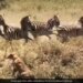 Lion Attacked A Stampede Broke Out In The Herd Of Zebras Lioness Jumped On The Zebra Then What Happened Next See Viral Video