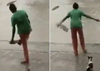 Funny Video: Video Of Woman Scaring Crocodile With Slippers Goes Viral On Social Media Crocodile Viral Videos