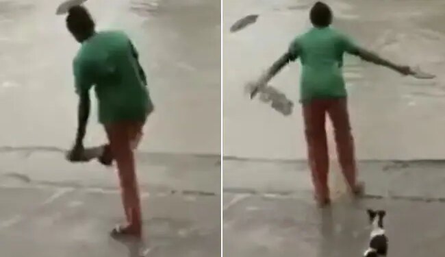 Funny Video: Video Of Woman Scaring Crocodile With Slippers Goes Viral On Social Media Crocodile Viral Videos