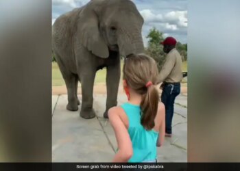 Elephant Dancing Video Elephant Imitates Little Girl Dance Steps In Cutest Way Viral Video