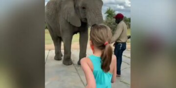 Elephant Dancing Video Elephant Imitates Little Girl Dance Steps In Cutest Way Viral Video