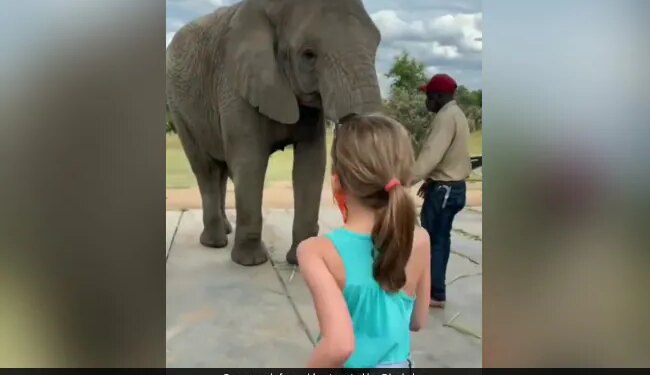Elephant Dancing Video Elephant Imitates Little Girl Dance Steps In Cutest Way Viral Video