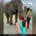 Elephant Dancing Video Elephant Imitates Little Girl Dance Steps In Cutest Way Viral Video