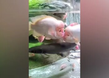 Fishes Were Seen Kissing Each Other In The Water, Diljale Aashiq Said – I Have Good Luck – पानी में एक दूसरे को Kiss करती दिखीं मछलियां, दिलजले आशिक़ ने कहा