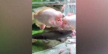 Fishes Were Seen Kissing Each Other In The Water, Diljale Aashiq Said – I Have Good Luck – पानी में एक दूसरे को Kiss करती दिखीं मछलियां, दिलजले आशिक़ ने कहा