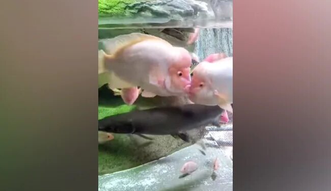 Fishes Were Seen Kissing Each Other In The Water, Diljale Aashiq Said – I Have Good Luck – पानी में एक दूसरे को Kiss करती दिखीं मछलियां, दिलजले आशिक़ ने कहा