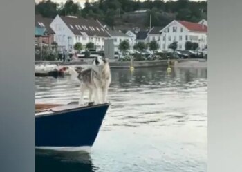 This Cute Dog, Seen In Titanic Pose Climbing On A Boat, Also Makes Sounds Like A Horn