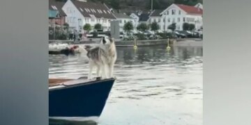 This Cute Dog, Seen In Titanic Pose Climbing On A Boat, Also Makes Sounds Like A Horn