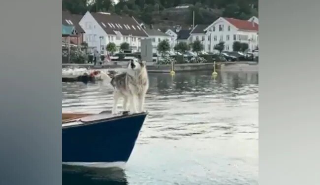 This Cute Dog, Seen In Titanic Pose Climbing On A Boat, Also Makes Sounds Like A Horn