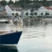 This Cute Dog, Seen In Titanic Pose Climbing On A Boat, Also Makes Sounds Like A Horn