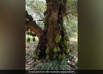 200 Year Old Jackfruit Tree In Tamil Nadu Internet Amazed See Viral Video