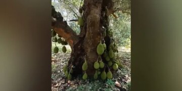 200 Year Old Jackfruit Tree In Tamil Nadu Internet Amazed See Viral Video