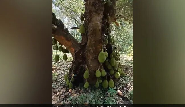 200 Year Old Jackfruit Tree In Tamil Nadu Internet Amazed See Viral Video
