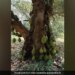200 Year Old Jackfruit Tree In Tamil Nadu Internet Amazed See Viral Video