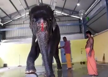State Governments Clashed For Elephant, Tamil Nadu Told Assam – We Will Not Give It To Jaimala – हथिनी के लिए राज्य सरकारें आपस में भिड़ी, तामिलनाडु ने असम से कहा