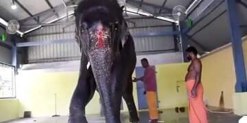 State Governments Clashed For Elephant, Tamil Nadu Told Assam – We Will Not Give It To Jaimala – हथिनी के लिए राज्य सरकारें आपस में भिड़ी, तामिलनाडु ने असम से कहा