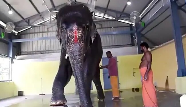 State Governments Clashed For Elephant, Tamil Nadu Told Assam – We Will Not Give It To Jaimala – हथिनी के लिए राज्य सरकारें आपस में भिड़ी, तामिलनाडु ने असम से कहा