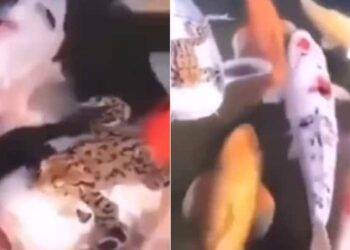 Frog Takes Ride Sitting On Big Koi Fish | Frog Taking A Free Ride On A Fish