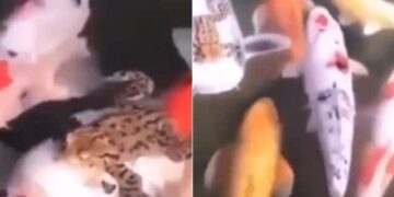 Frog Takes Ride Sitting On Big Koi Fish | Frog Taking A Free Ride On A Fish
