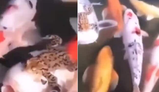 Frog Takes Ride Sitting On Big Koi Fish | Frog Taking A Free Ride On A Fish