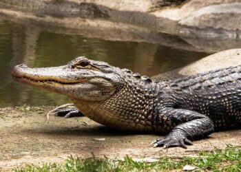 Worlds Only Vegetarian Crocodile Babia Died, Was The Protector Of Ananthapadmanabha Swamy Temple
