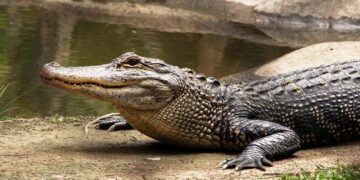 Worlds Only Vegetarian Crocodile Babia Died, Was The Protector Of Ananthapadmanabha Swamy Temple