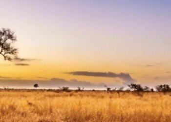 A Lion Is Hidden In The Picture, Find It In 20 Seconds And Become The Fastest, The Picture Is Getting Viral