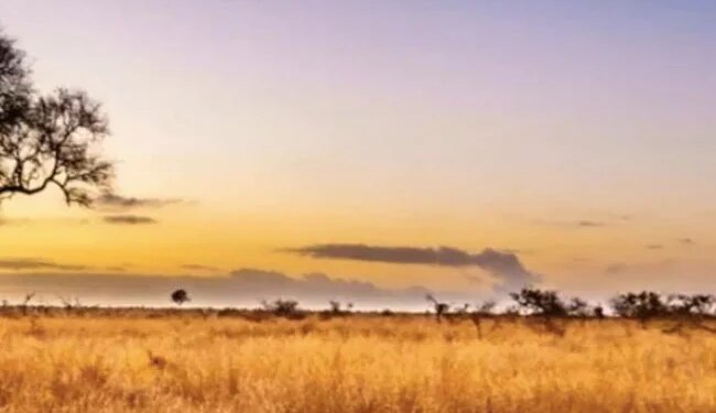 A Lion Is Hidden In The Picture, Find It In 20 Seconds And Become The Fastest, The Picture Is Getting Viral