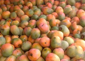 Optical Illusion Find A Parrot: Can You Spot The Parrot Hiding In Mangoes In This Viral Optical Illusion