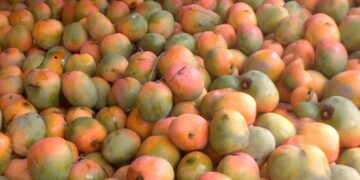 Optical Illusion Find A Parrot: Can You Spot The Parrot Hiding In Mangoes In This Viral Optical Illusion