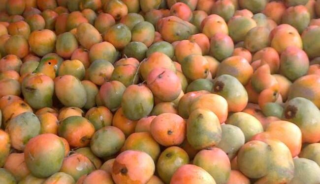 Optical Illusion Find A Parrot: Can You Spot The Parrot Hiding In Mangoes In This Viral Optical Illusion