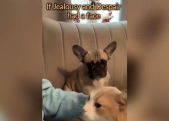 The Owner Was Loving The Cat, The Dog Got Jealous, Got Angry And Said In Gestures – Love Us Too – बिल्ली को मालिक कर रहा था प्यार, कुत्ते को हुई जलन, नाराज़ होकर इशारों में कहा