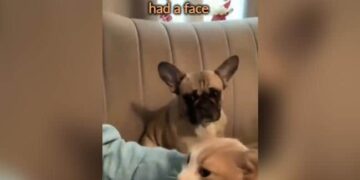 The Owner Was Loving The Cat, The Dog Got Jealous, Got Angry And Said In Gestures – Love Us Too – बिल्ली को मालिक कर रहा था प्यार, कुत्ते को हुई जलन, नाराज़ होकर इशारों में कहा