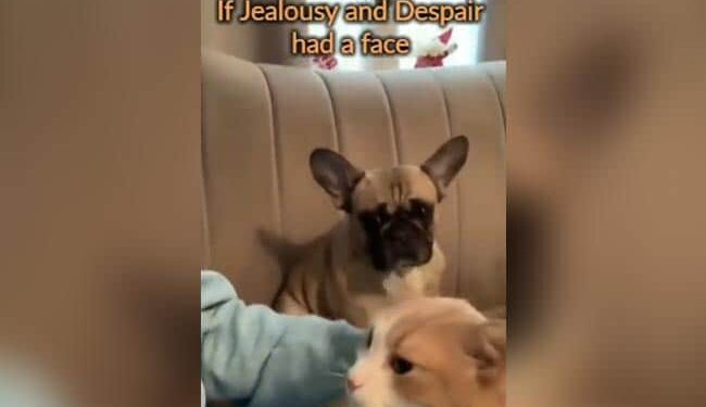 The Owner Was Loving The Cat, The Dog Got Jealous, Got Angry And Said In Gestures – Love Us Too – बिल्ली को मालिक कर रहा था प्यार, कुत्ते को हुई जलन, नाराज़ होकर इशारों में कहा