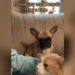 The Owner Was Loving The Cat, The Dog Got Jealous, Got Angry And Said In Gestures – Love Us Too – बिल्ली को मालिक कर रहा था प्यार, कुत्ते को हुई जलन, नाराज़ होकर इशारों में कहा