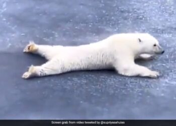 Polar Bear Slides On Ice Sheet To Avoid Breaking It Gives Life Lesson See Viral Video
