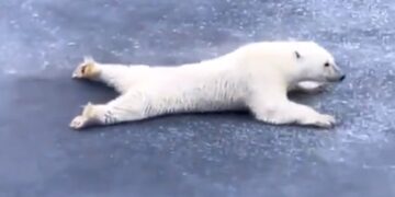 Polar Bear Slides On Ice Sheet To Avoid Breaking It Gives Life Lesson See Viral Video