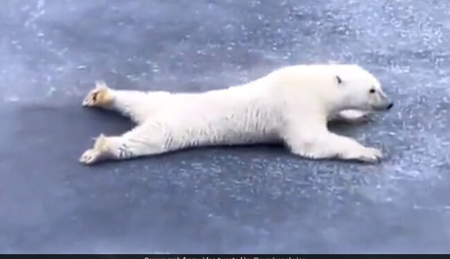 Polar Bear Slides On Ice Sheet To Avoid Breaking It Gives Life Lesson See Viral Video