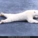 Polar Bear Slides On Ice Sheet To Avoid Breaking It Gives Life Lesson See Viral Video