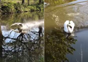 Duck Viral Video: Video Of Swan Having Fun In Water Goes Viral On Social Media