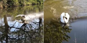 Duck Viral Video: Video Of Swan Having Fun In Water Goes Viral On Social Media