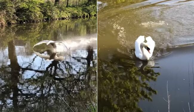 Duck Viral Video: Video Of Swan Having Fun In Water Goes Viral On Social Media