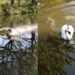 Duck Viral Video: Video Of Swan Having Fun In Water Goes Viral On Social Media